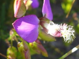Polygala bracteolata flower